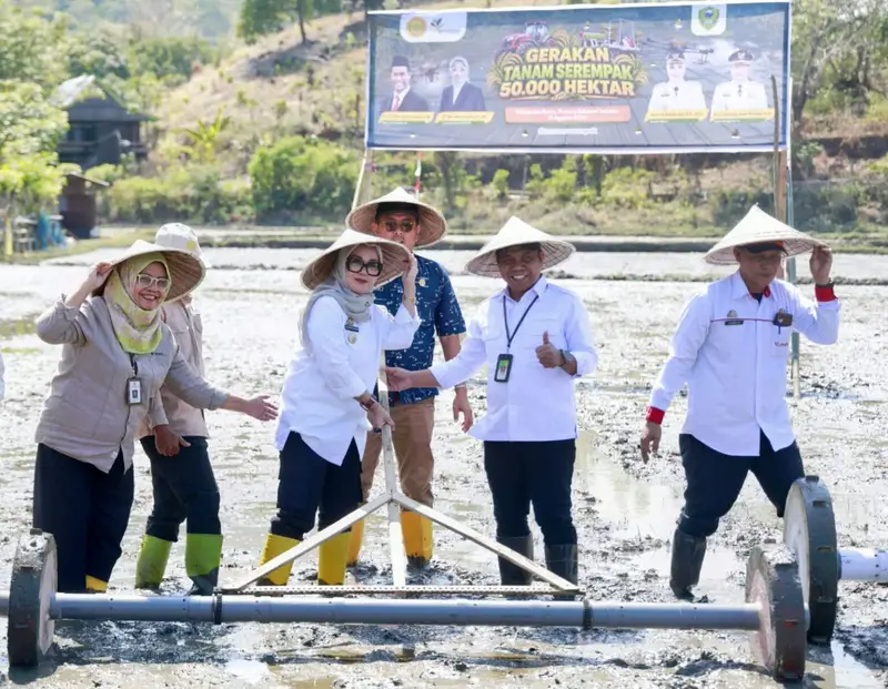 Bupati Andi Ina Turun ke Sawah, Barru Sukseskan Tanam Serempak 50.000 Hektare